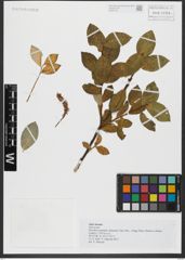 Foto von Salix hastata L.